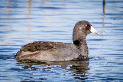american coot th 2