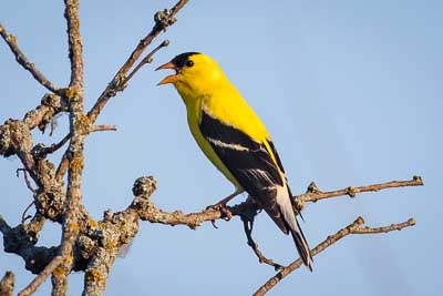 american goldfinch th 3