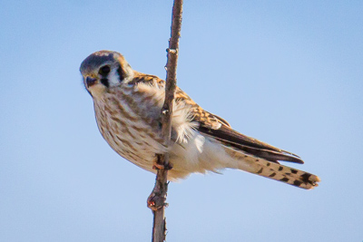 american kestrel th 4