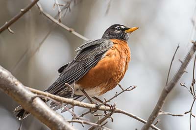 american robin th 3
