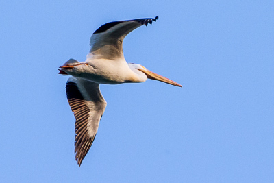 american white pelican th 2