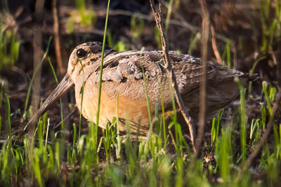 american woodcock th 2