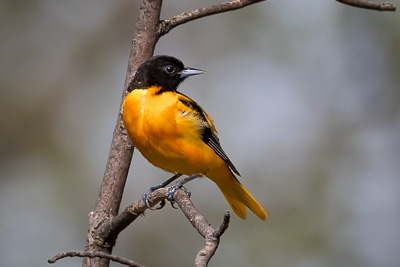 baltimore oriole th 3