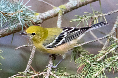 bay-breasted warbler th 1