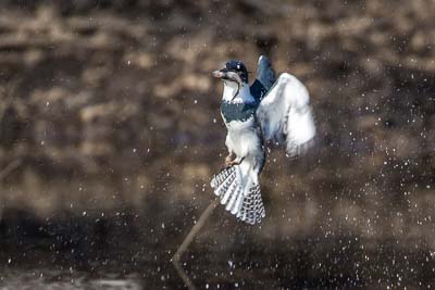 belted kingfisher th 3