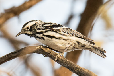 black and white warbler th 2