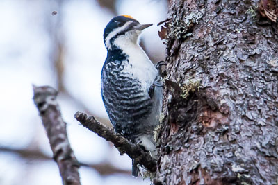 black backed woodpeckerth 2