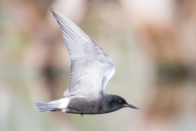 black tern th 2