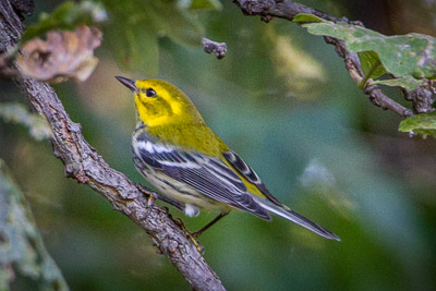 black throated green warbler th 2