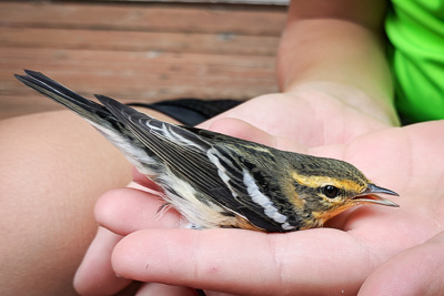 blackburnian warbler th 2