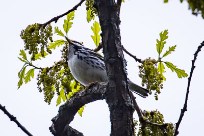 blackpoll warbler th 2