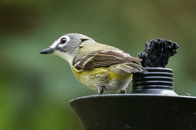 blue-headed vireo th 1