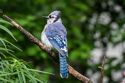 blue jay th 2