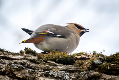 bohemian-waxwing th 2