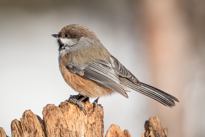 boreal chickadee th 2