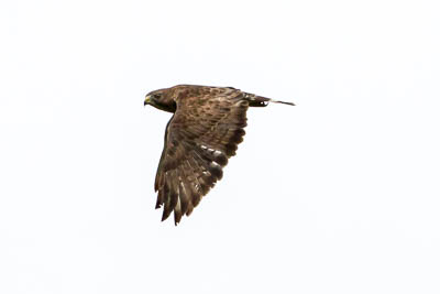 broad winged hawk th 4
