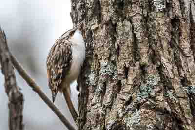 brown creeper th 2