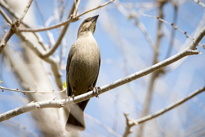 brown headed cowbird th 2