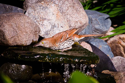 brown thrasher th 2