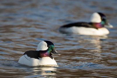 bufflehead th 1