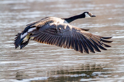 canada goose th 2