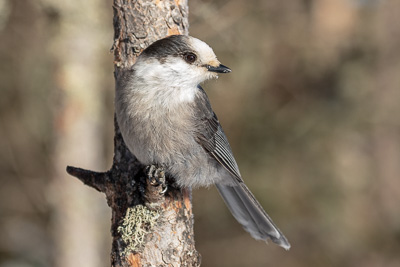 gray jay th 2
