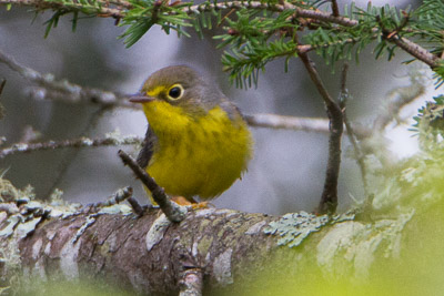 canada warbler th 2