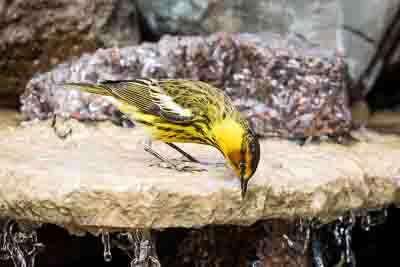 cape may warbler th 2