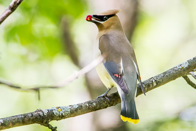 cedar waxwing th 2
