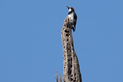 acorn woodpecker th 3