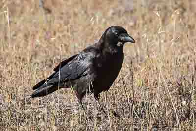 american crow th 2