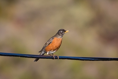 american robin th 1