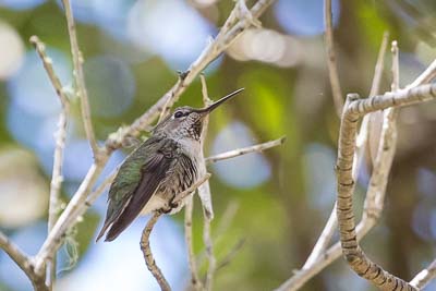 anna's hummingbird 8