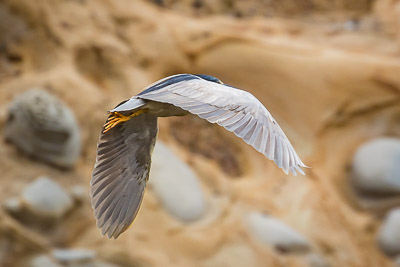 black-crowned night-heron th 2