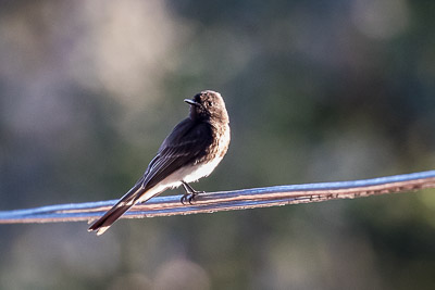 black phoebe th 2