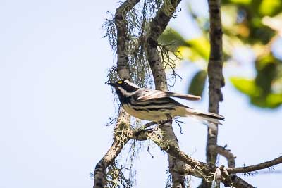 black throated gray warbler th 2