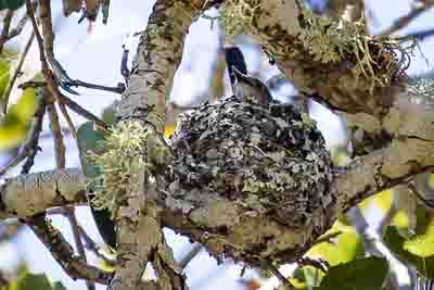 blue-gray gnatcatcher 3