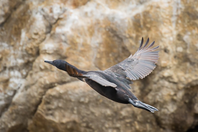 Brandt's Cormorant 3