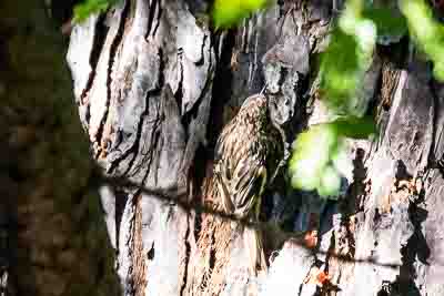 brown-creeper2