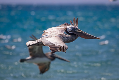 brown-pelican 3