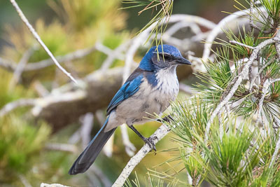 California scrub-jay 2