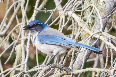 California scrub-jay 3