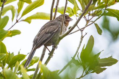 california towhee th 2