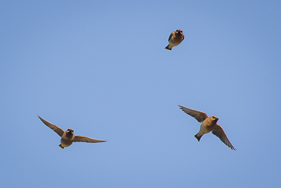 cedar waxwing th 2
