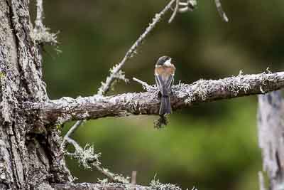 chestnut-backed chickadee th 3