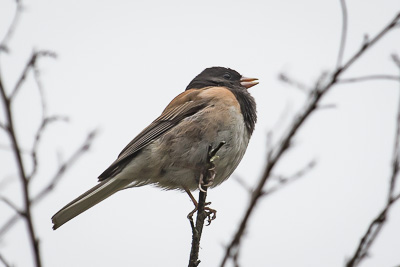 dark eyed junco th 2