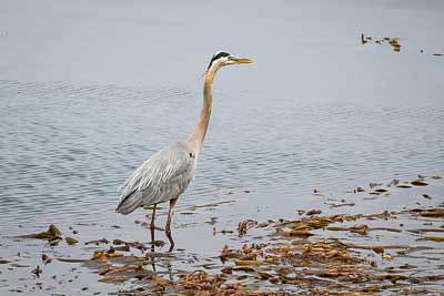 great blue heron th 2