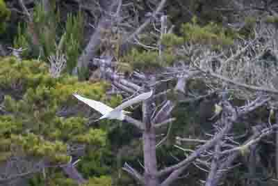 great blue heron th 1