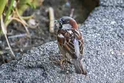 house sparrow th 1