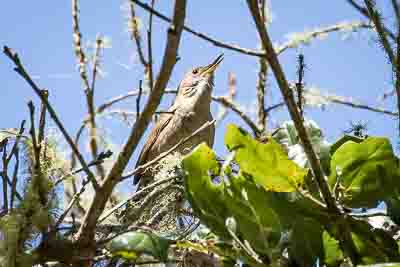 house wren th 2